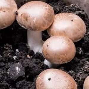 Agaricus Blazei Murrill (Subrufescens): Health Benefits & Identification: oz