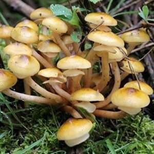 Armillaria Mellea: The Honey Mushroom: oz