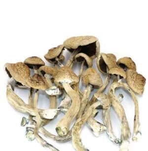 Malabar Magic Mushrooms 30g