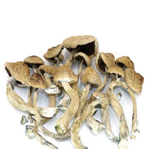 Jumbo Blue Meanie Magic Mushrooms 30g