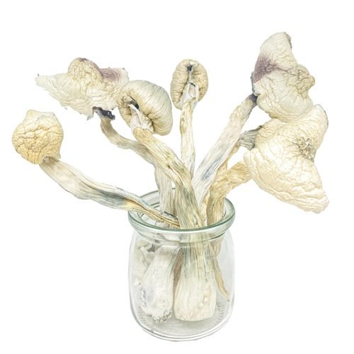 Great White Monster Magic Mushrooms 30g